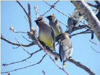 Four birds sitting in a tree during winter