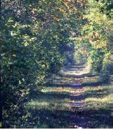 looking down one of Presque Isle's many trails