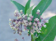 bush displaying its flowers on Presque Isle