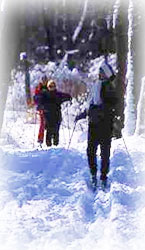 cross-country skiing at Presque Isle