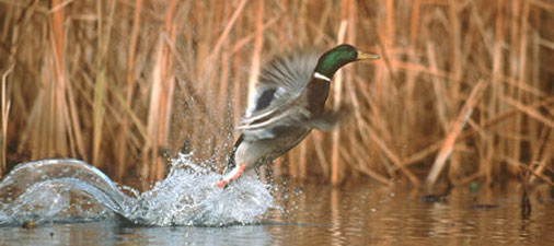 Mallard taking off from bay at Presque Isle