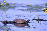 Common Map Turtle