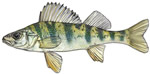 Yellow Perch