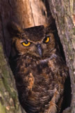 Great Horned Owl