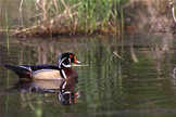 Wood Duck